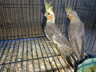 Gray Cocktail Parrot