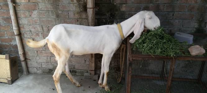 Dodh wli bakri
