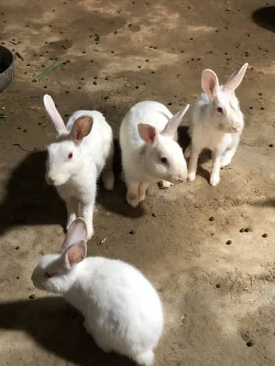 Red eyes rabbits