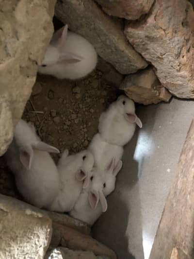 Red eyes rabbits bunny