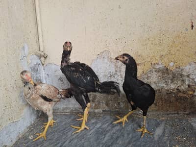 aseel hens