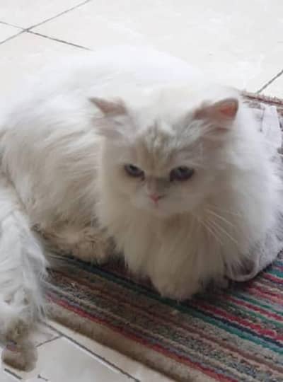 confirmed pregnant mashalllah