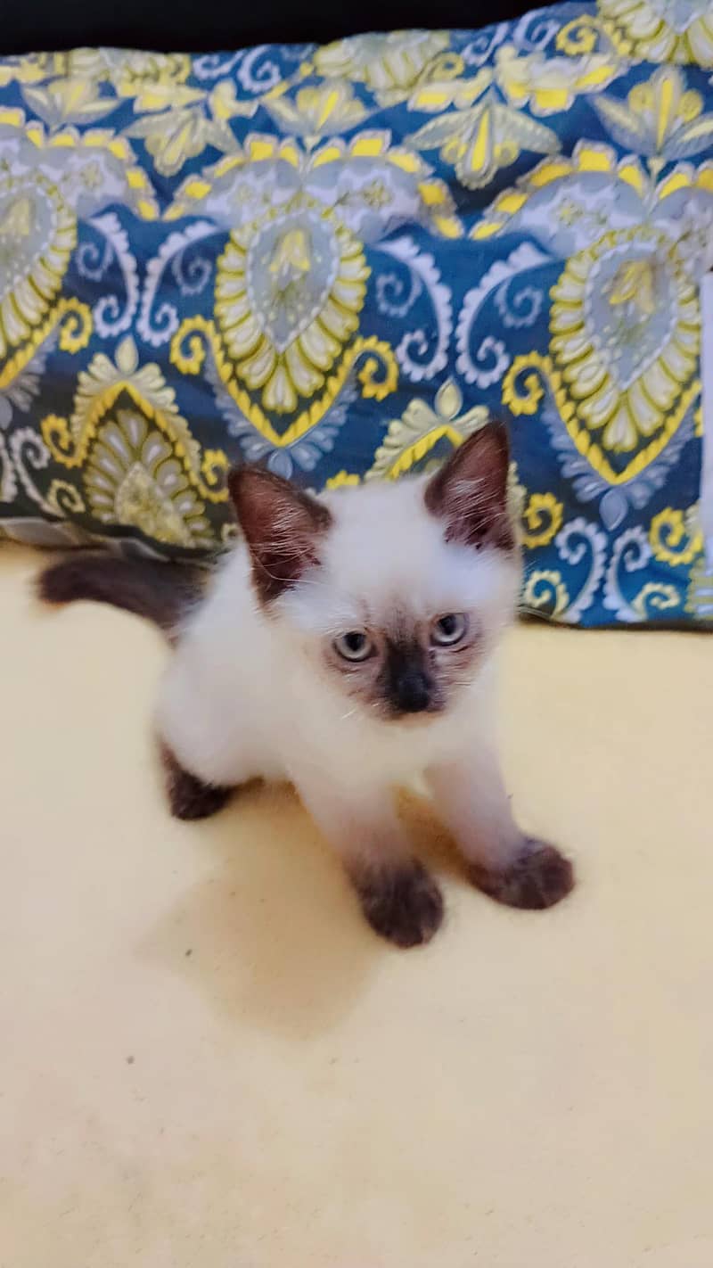 beautiful Siamese kitty 0