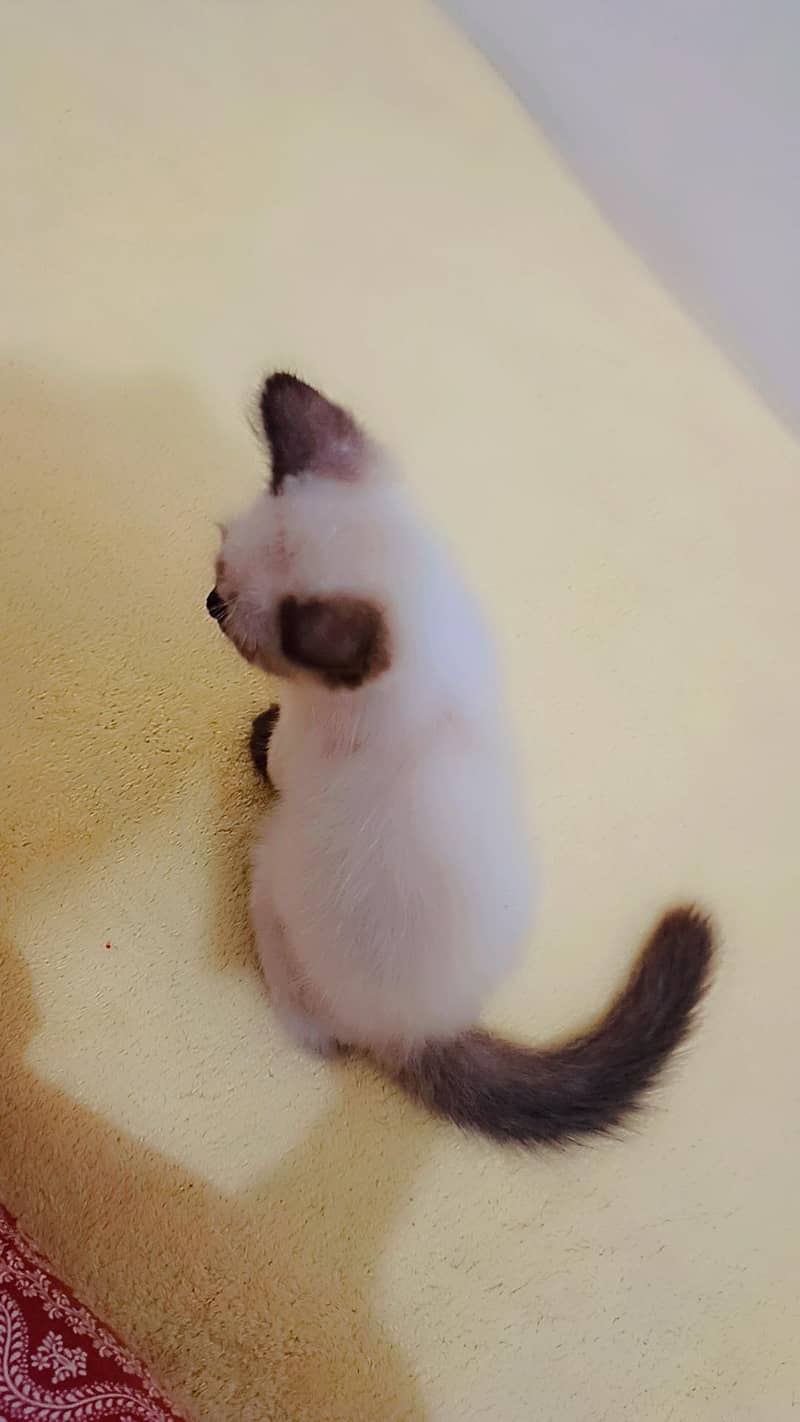 beautiful Siamese kitty 1
