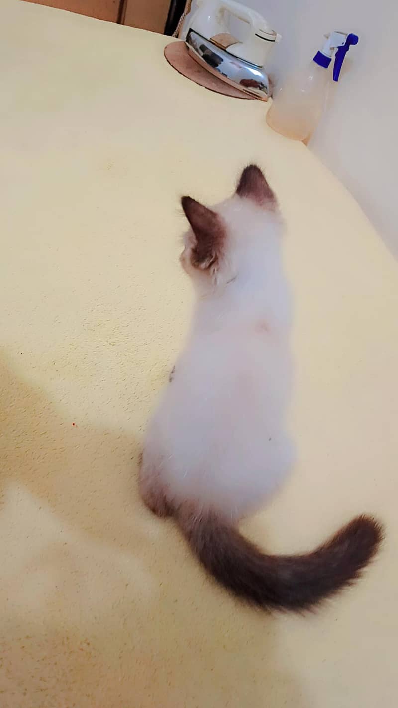beautiful Siamese kitty 2