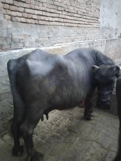 kurbani ka janwar