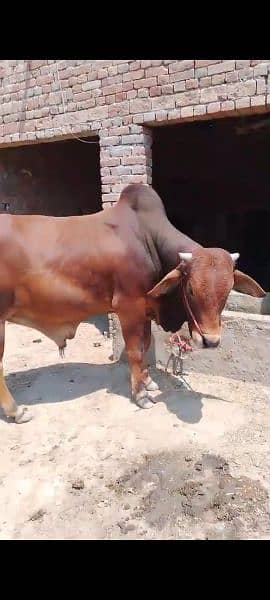 Bull 2 dant sahiwal nasal age 2.5 year 6 mond weight very beautiful