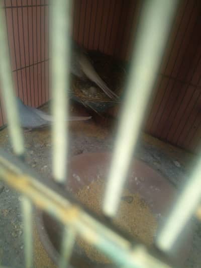 Doves for sale