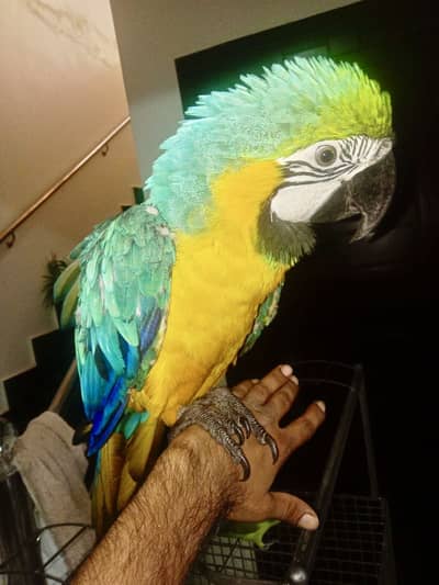 Blue n Gold Macaw