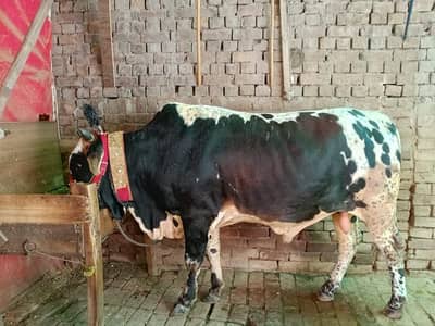 Cow for sale