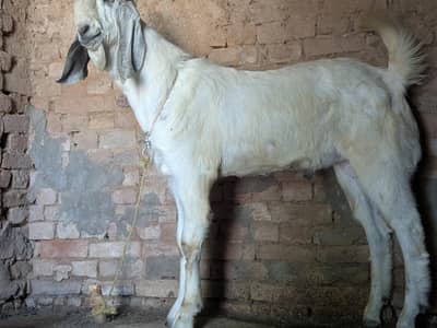 qurbani Wala bakra