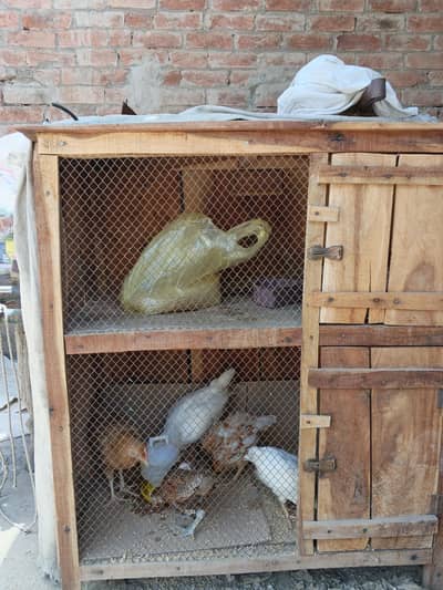 cage for hens sale 5