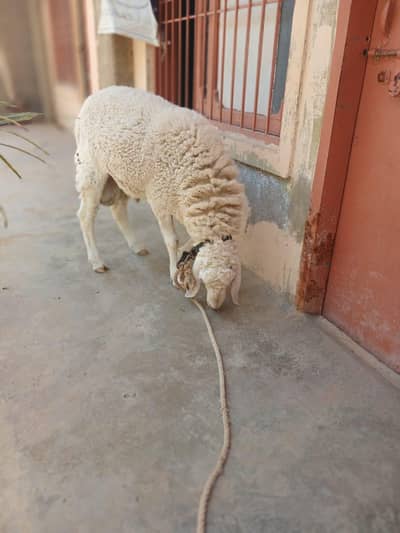white sheep for sale