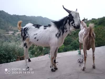 Bakra for sale