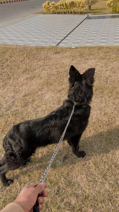BELGIAN SHEPHERD ~ TRIPLE COTED MALE PUPPY
