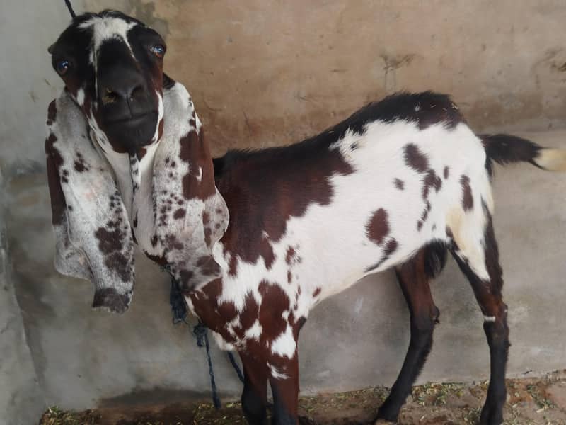 Bakra 0