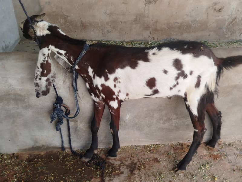 Bakra 2