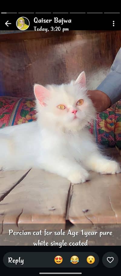 percian cat