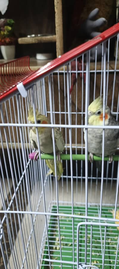 Cocktail pair with cage and without cage