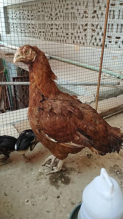 aseel murghi ha bachy sale nahi krny
