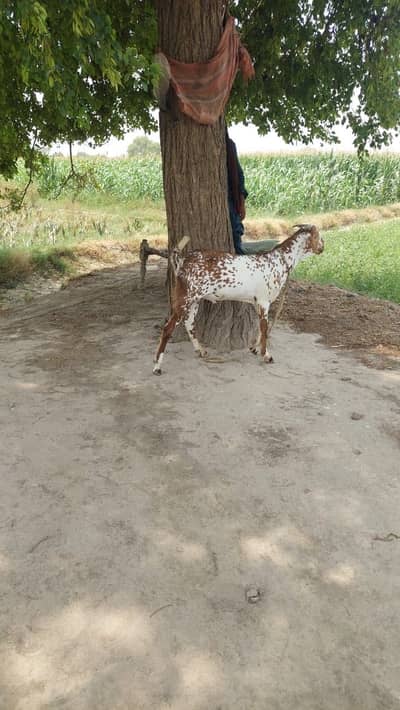 2 Goats jori 2 Dant