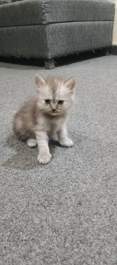 Persian Kittens | Triple Coated | 5 Kittens | Healthy & Active