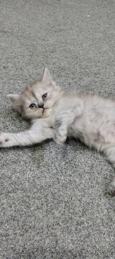 Persian Kittens | Triple Coated | 3 Kittens | Healthy & Active
