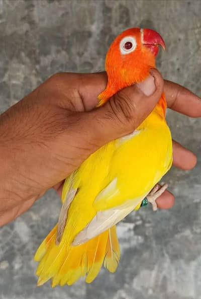 Latino red I fishre Breeder female a