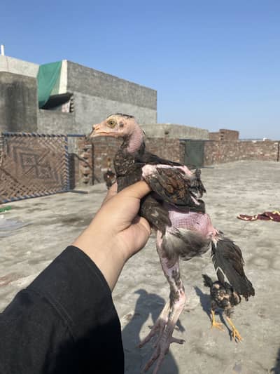 Shamo Aseel chicks