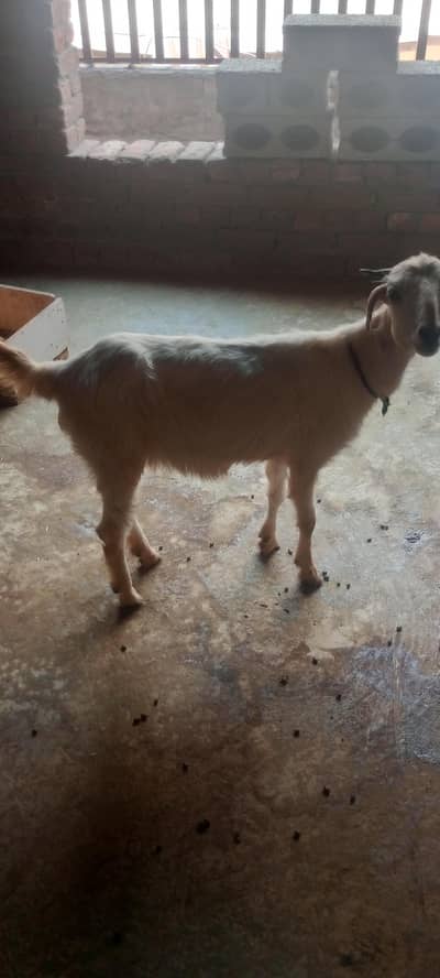 beautiful pair 1 bakra  fuul ready Eid ul Azhar and 1 goat  full ready