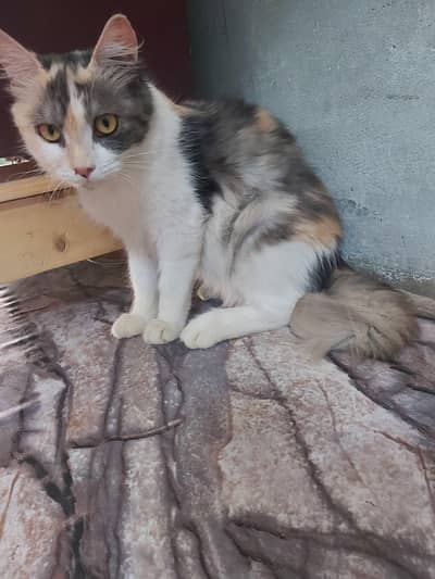 parsian cat