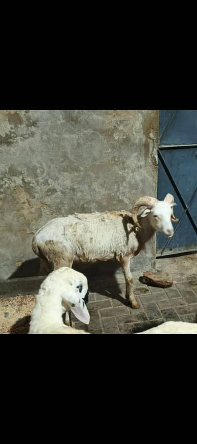 Camreon sheep