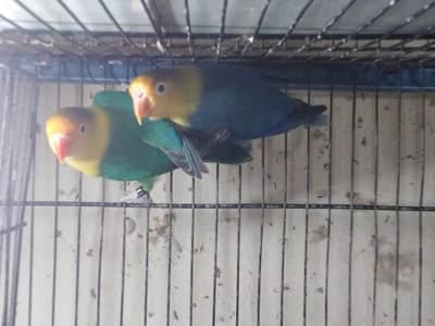 Pair available