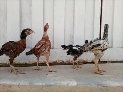 *ASEEL SINDHI CHICKS FOR SALE*