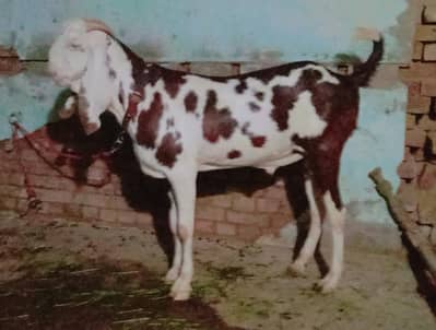 Goat | Bakra |  Qurbani Bakra | 4 Dant Bakra |  بکرے