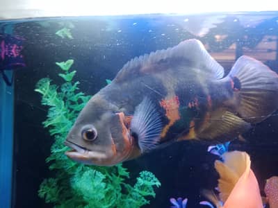 Tiger Oscar Fish
