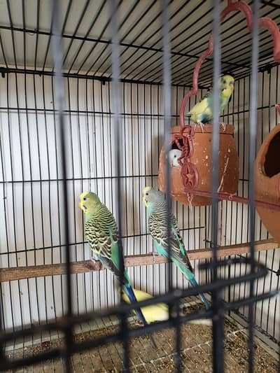 budgies pairs with eggs and chicks