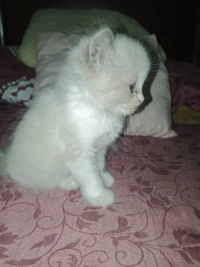 kitten