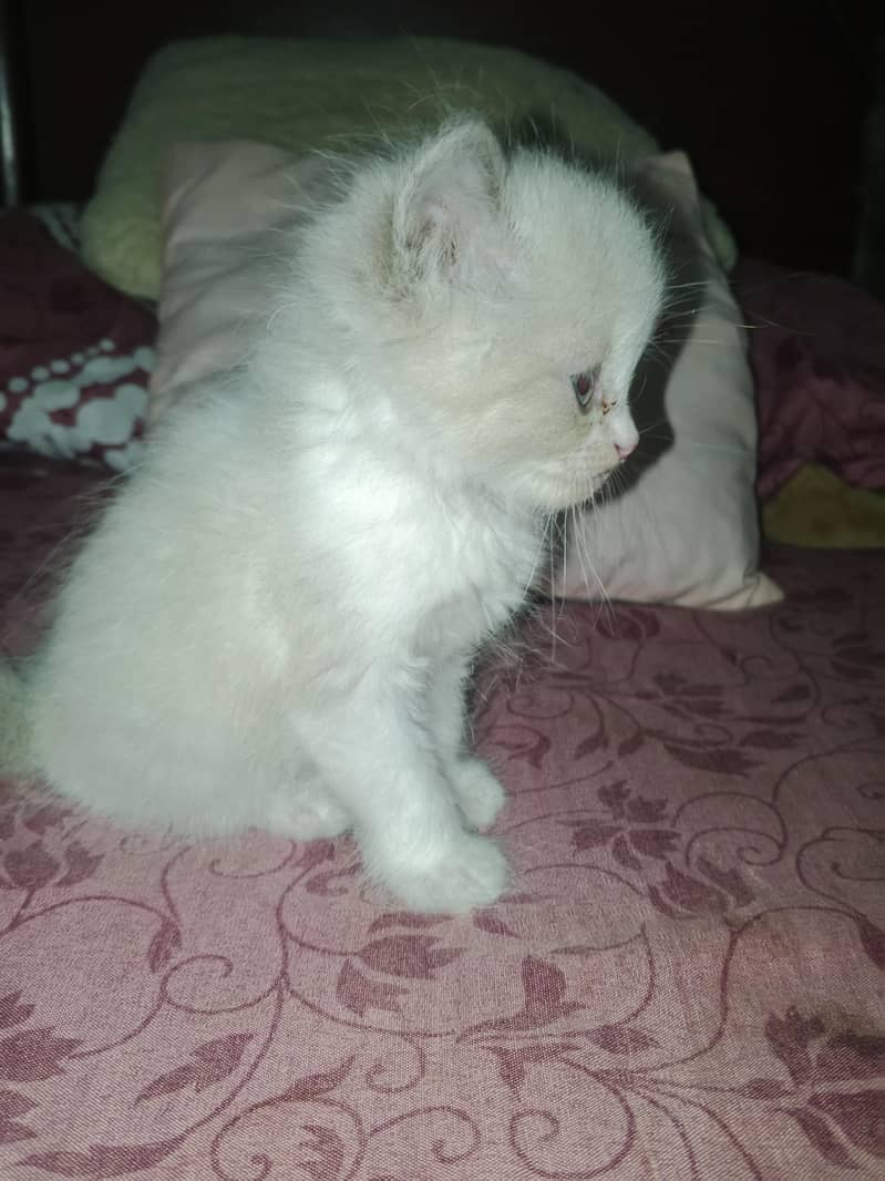 kitten 0