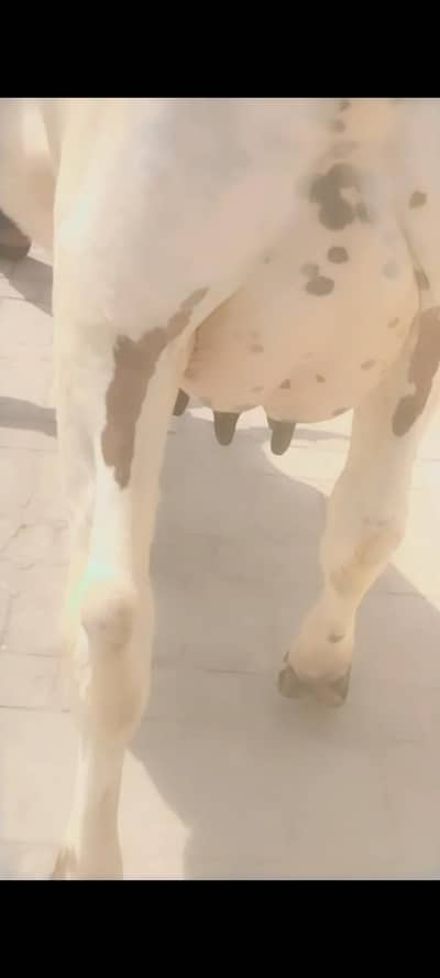 1. tazi soi cow pechy pacha 6 din ki soi ha details Whatsapp