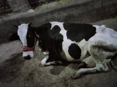 1. tazi soi cow pechy pacha 6 din ki soi ha details Whatsapp