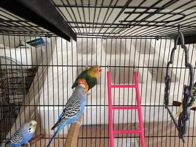 budgies pair for sale