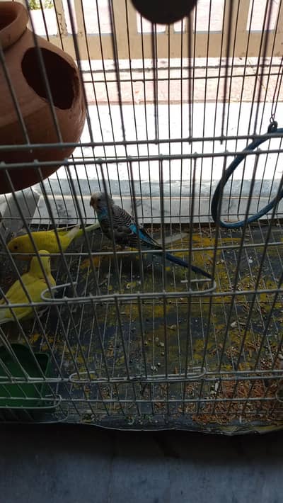 budgies for sale