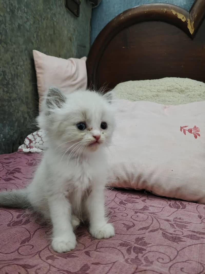 kitten 1