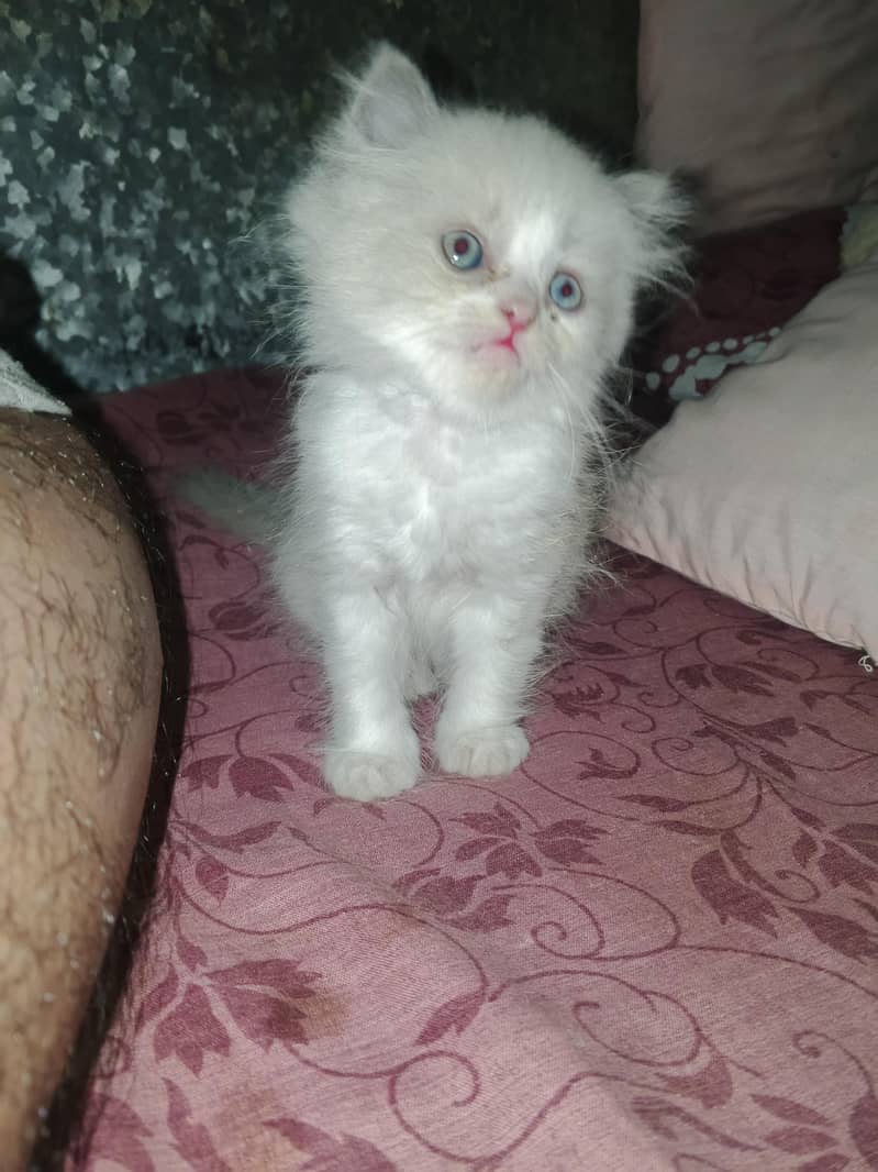 kitten 2