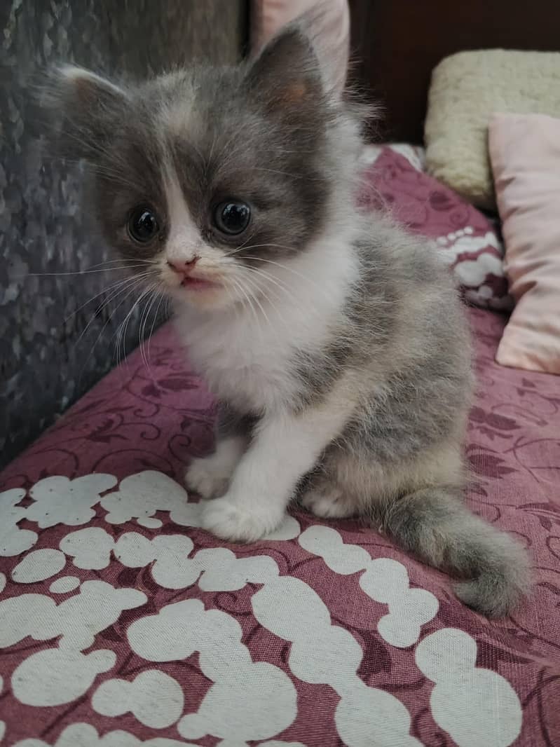 kitten 3