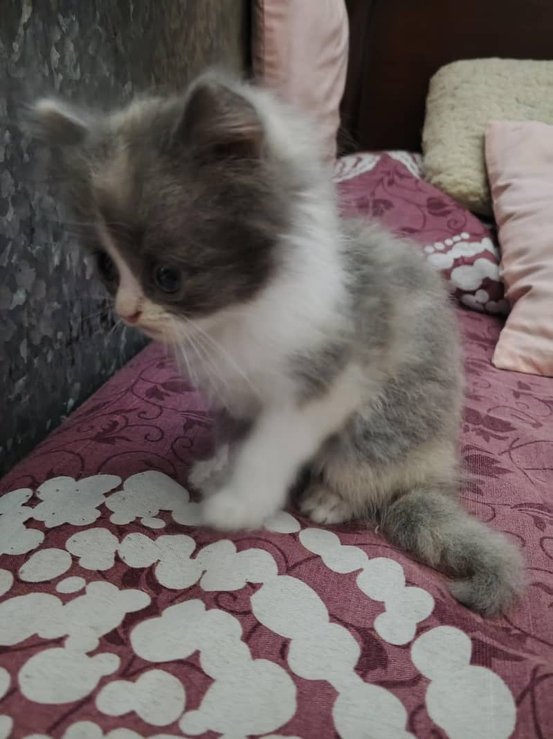 kitten 4
