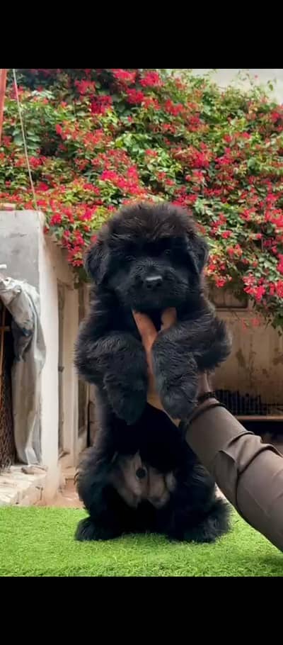 Germen Shefered Black Male Pup.