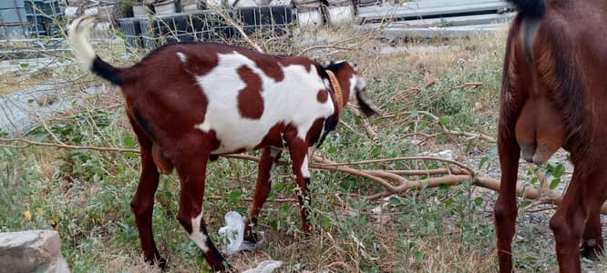 2 Bakra for sale in Eid
