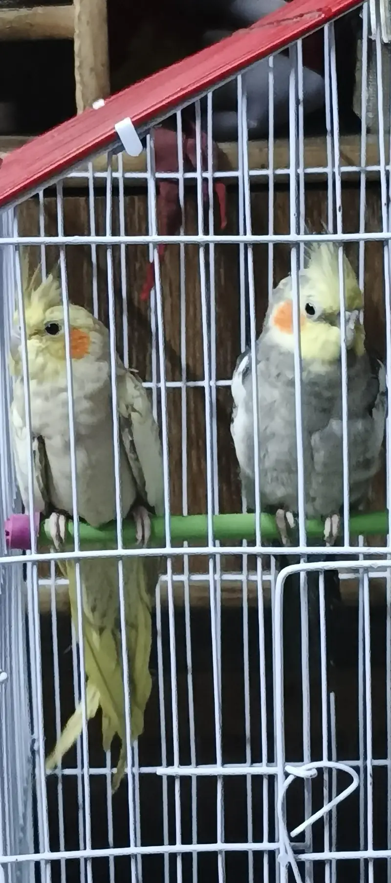 Cocktail pair with cage and without cage